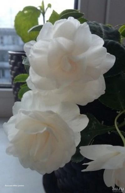Лот: 13662080. Фото: 1. Бальзамин махровый белый черенки... Горшечные растения и комнатные цветы