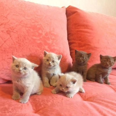 Лот: 6677283. Фото: 1. Продам британских котят. Кошки, котята