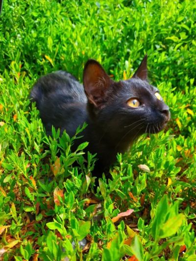 Лот: 13783334. Фото: 1. Черный котенок, мальчик. Кошки, котята