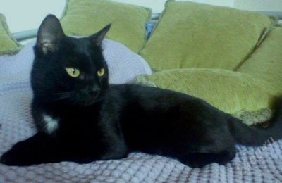 Лот: 2108919. Фото: 1. олег - уникальный кот-подушка... Кошки, котята