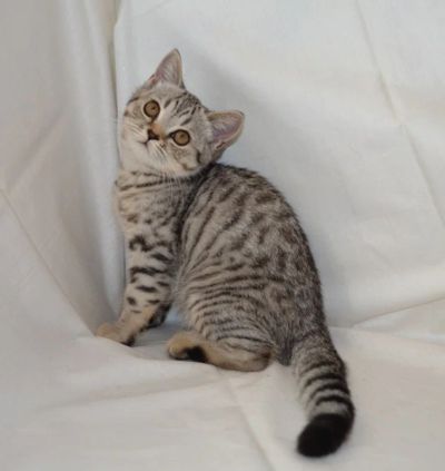 Лот: 4247362. Фото: 1. шотландская девочка. Кошки, котята