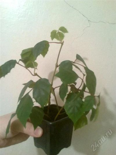 Лот: 2468610. Фото: 1. Циссус березка. Горшечные растения и комнатные цветы