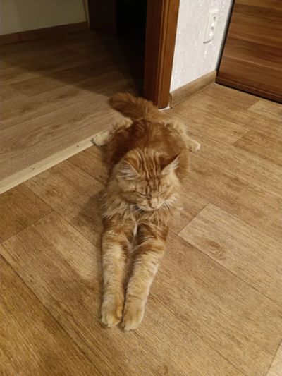 Лот: 25654869. Фото: 1. Кот ищет невесту. Кошки, котята