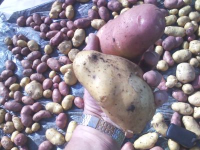 Лот: 1674881. Фото: 1. Картофель отборный, вкусный, сортовой... Картофель