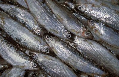 Лот: 4791020. Фото: 1. Тугун малосольный в банках по... Икра, рыба, морепродукты