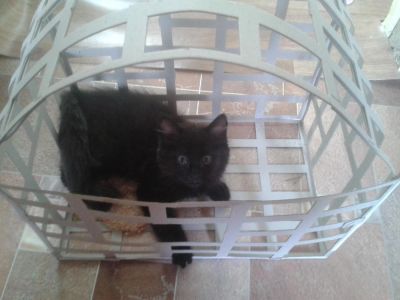 Лот: 7494618. Фото: 1. Черная кошечка 2 месяца. Кошки, котята
