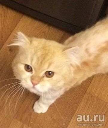 Лот: 10239583. Фото: 1. Отдам Шотландского Кота. Кошки, котята