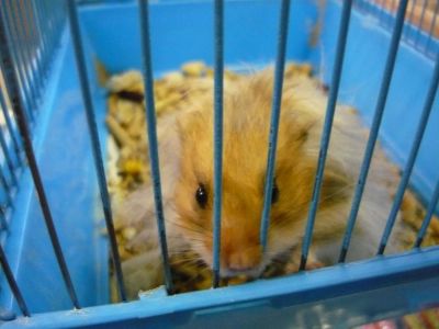 Лот: 4900494. Фото: 1. очень пушистый сирийский хомяк... Остальные животные