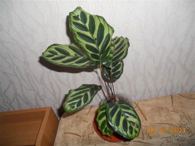 Лот: 1466120. Фото: 1. калатея макоя. Горшечные растения и комнатные цветы