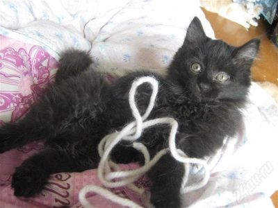 Лот: 471112. Фото: 1. пушистый котенок. Остальные животные