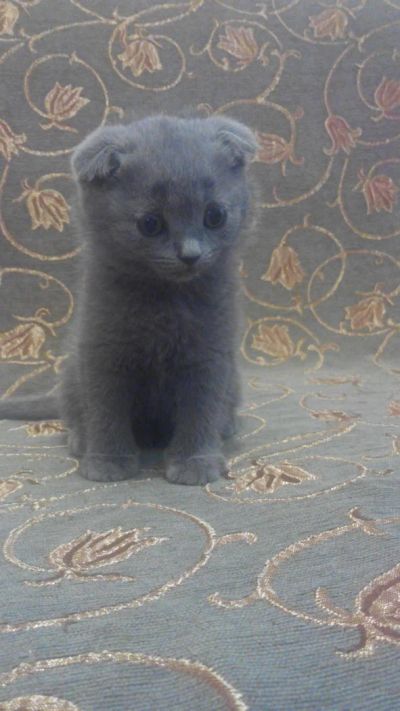 Лот: 5570165. Фото: 1. Шотландские вислоухие плюшевые... Кошки, котята