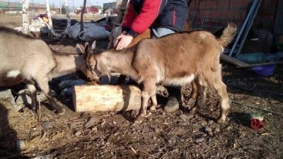 Лот: 11355953. Фото: 1. Козлик полунубийский. Остальные животные