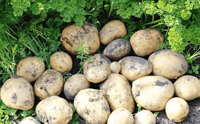 Лот: 20716960. Фото: 1. Картофель деревенский очень вкусный-цена... Картофель