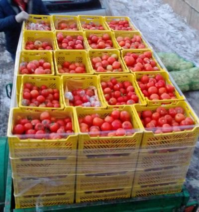 Лот: 9088030. Фото: 1. Помидоры скоту. Другое (растения и животные)
