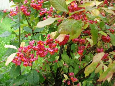 Лот: 6268960. Фото: 1. Бересклет Европейский ( Euonymus... Декоративные кустарники и деревья