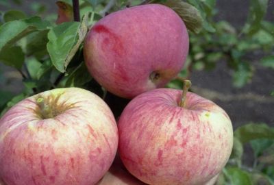Лот: 16366016. Фото: 1. Ведро яблок 2 сорта на выбор. Овощи, фрукты, зелень