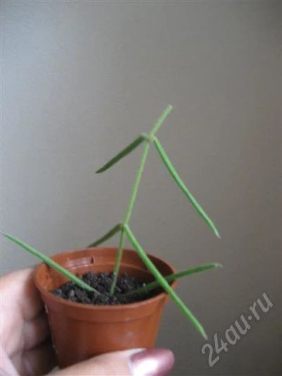 Лот: 463848. Фото: 1. Хойя Линеарис (Hoya linearis... Горшечные растения и комнатные цветы