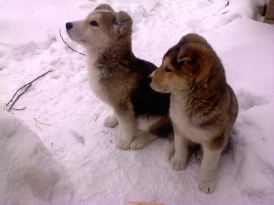 Лот: 12575293. Фото: 1. Щенок маламута. Собаки, щенки