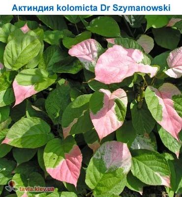 Лот: 3946484. Фото: 1. Актинидя доктор Шимановски самоопыляемый. Другое (семена, рассада, садовые растения)