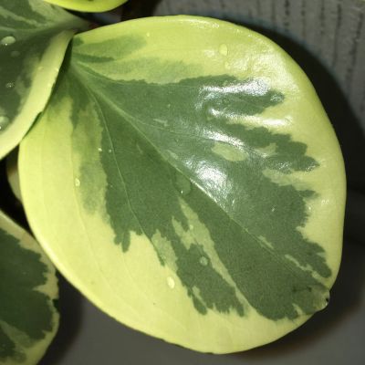 Лот: 17317391. Фото: 1. Пеперомия Obtusifolia «Variegata... Горшечные растения и комнатные цветы