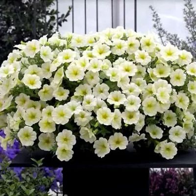 Лот: 17539368. Фото: 1. Петуния Opera Supreme Lemon. Садовые цветы