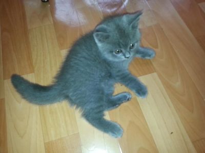 Лот: 9994865. Фото: 1. Срочно отдам британцев. Кошки, котята