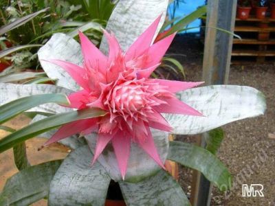 Лот: 576874. Фото: 1. эхмея полосатая (aechmea fasciata... Горшечные растения и комнатные цветы