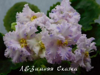 Лот: 8484442. Фото: 1. Фиалка сортовая ЛЕ-Зимняя Сказка... Горшечные растения и комнатные цветы