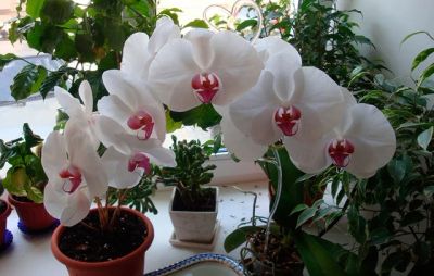 Лот: 6300007. Фото: 1. Орхидея. Горшечные растения и комнатные цветы