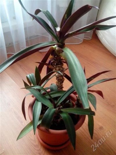 Лот: 2675541. Фото: 1. Цветок рэо. Горшечные растения и комнатные цветы