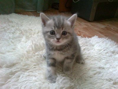 Лот: 1484238. Фото: 1. Шотландские котята окрас вискас. Кошки, котята
