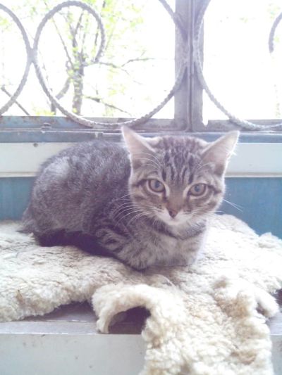 Лот: 7550780. Фото: 1. Котёнок ищет хозяев. Кошки, котята