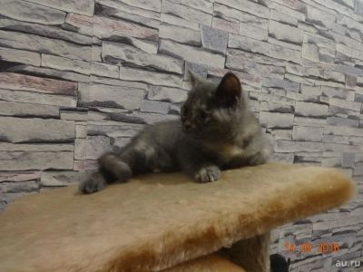 Лот: 8041688. Фото: 1. Британская кошечка. Кошки, котята