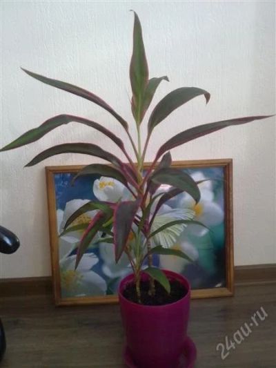 Лот: 1547823. Фото: 1. цветок-к-к. Горшечные растения и комнатные цветы