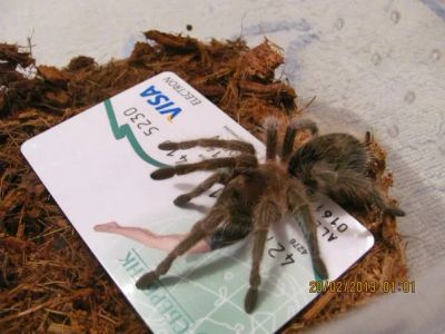 Лот: 4538559. Фото: 1. Паук Grammostola rosea. Остальные животные