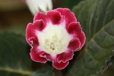 Лот: 2936267. Фото: 1. Глоксиния 21 (цветет). Горшечные растения и комнатные цветы