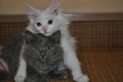 Лот: 3658220. Фото: 1. срочно отдам котят!. Кошки, котята
