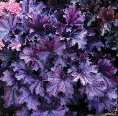 Лот: 12492813. Фото: 1. Гейхера Рекс Пепл (Heuchera Rex... Садовые цветы