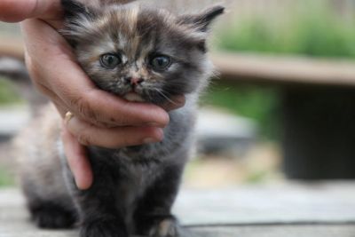 Лот: 2996961. Фото: 1. Отдам котенка, девочка. Кошки, котята