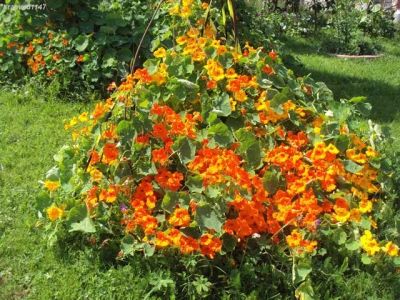 Лот: 12955204. Фото: 1. Семена настурции вьющейся, смесь... Садовые цветы