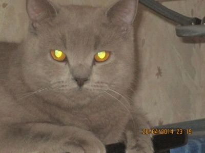 Лот: 4221533. Фото: 1. В хорошие руки Британского кота. Кошки, котята