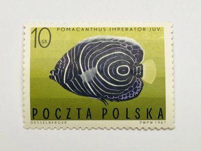 Лот: 23316698. Фото: 1. Рыбы. Тропическая рыба. Императорский... Марки