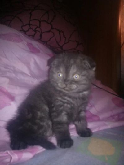 Лот: 3549015. Фото: 1. Продаю котят Шотландские Вислоухие. Кошки, котята