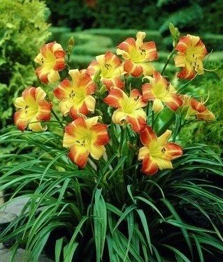 Лот: 11358290. Фото: 1. Лилейник Hemerocallis Frans Hals... Садовые цветы