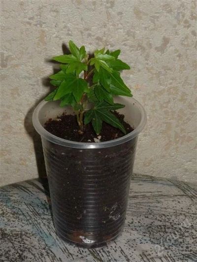 Лот: 825539. Фото: 1. Плющ Hedera Helix "Anke". Горшечные растения и комнатные цветы