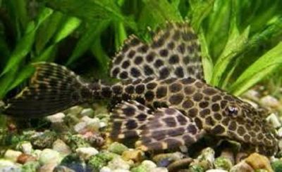 Лот: 7176393. Фото: 1. Парчовый птеригоплихт ( Pterygoplichthys... Рыбки