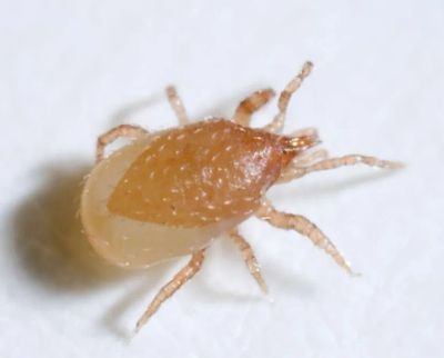 Лот: 21334679. Фото: 1. Куплю Hypoaspis Miles. Другое (животные и уход)