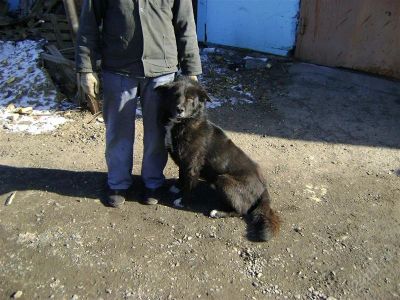 Лот: 866886. Фото: 1. Отдам собаку. Отличный охранник... Остальные животные
