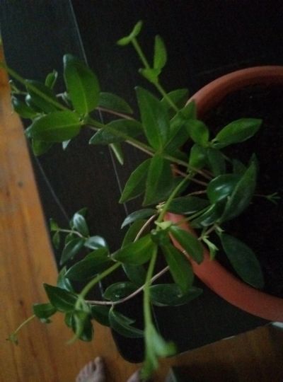 Лот: 11928655. Фото: 1. Кодонанта Cracilis (черенок). Горшечные растения и комнатные цветы