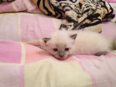 Лот: 5510513. Фото: 1. Отдам в хорошие руки. Кошки, котята
